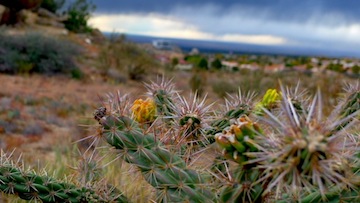 cactus