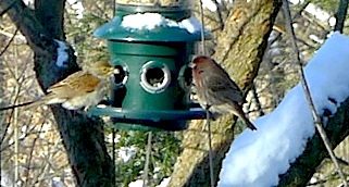 dickcisslelongview